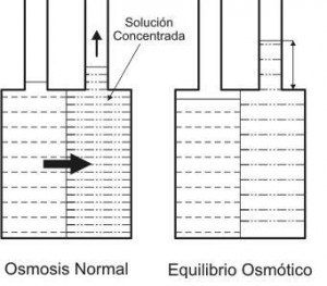 osmosis inversa dibujo